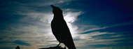 Silhouette of Raven