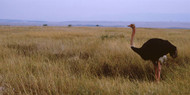 Ostrich Africa