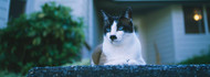 Cat on Steps