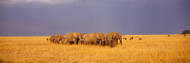 Herd of Elephants Kenya