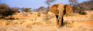 Elephant  Somburu Kenya