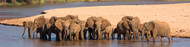 African Elephants in River