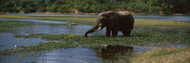 Elephant Wading in Lake
