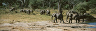 Elephants in Forest