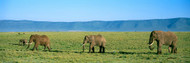 Elephants Tanzania