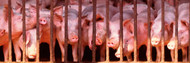 Penned Pigs in England
