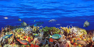 School of Fish Swimming Near Reef
