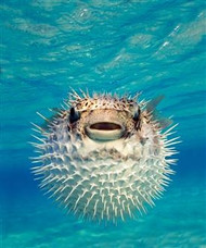 Puffer Fish in Bahamas