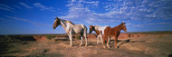 Wild Ponies New Mexico