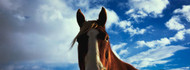 Close Up of Horse Head with Blue Sky and Clouds