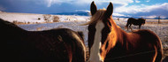 Horses in Montana Field
