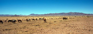 Horses Grazing Namibia