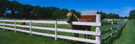 Horse Peeking over Fence