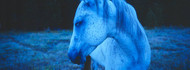 Blue Horse in Field