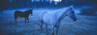 Dreamy Blue Mystery Horse