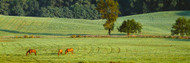 Three Horses Grazing in a Field