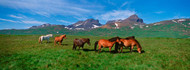 Horses Grazing in Meadow
