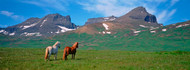 Horses in Meadow Iceland