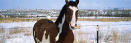 Horse at Fence in Snow Taos