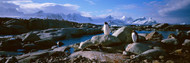 Two Penguins Peterman Island