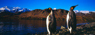 Two King Penguins