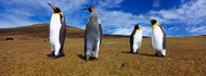 Four King Penguins Falklands