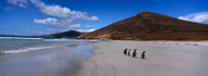 Four Gentoo Penguins Falklands