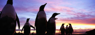 Silhouette of Penguins