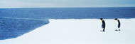 Adelie Penguins, Antarctica