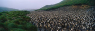 Colony of Royal Penguins