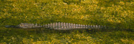 Alligator in Big Cypress Swamp