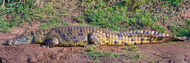 Side View of Nile Crocodile