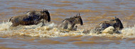 Wildebeest Crossing Mara River