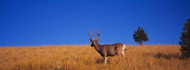 Mule Deer in Montana Field