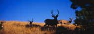 Five Mule Deer in Field