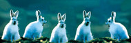 Artic Hares