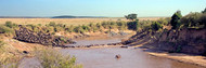 Wildebeest Crossing Mara River Kenya