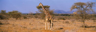 Giraffe in Forest Kenya
