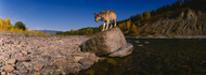 Gray Wolf North Fork Flathead River