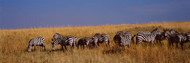 Zebra Migration