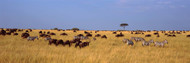 Wildebeests and Zebra Migration