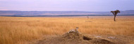 Cheetah Sitting on Mound