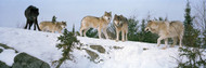 Gray Wolves in Forest