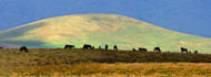 Panoramic of Wildebeest Herd