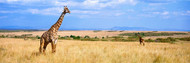 Giraffe Maasia Mara