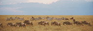 Wildebeests and Zebras Kenya