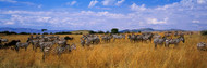 Zebra Herd Kenya