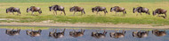 Wildebeests in a Row