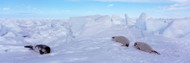 Three Harp Seals in Snow