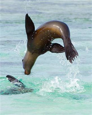 Sea Lion Jumping into Sea